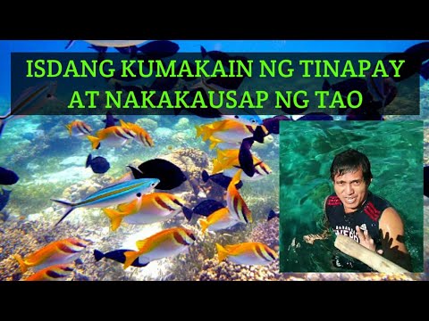 Video: Ano Ang Isang Nakikipag-usap