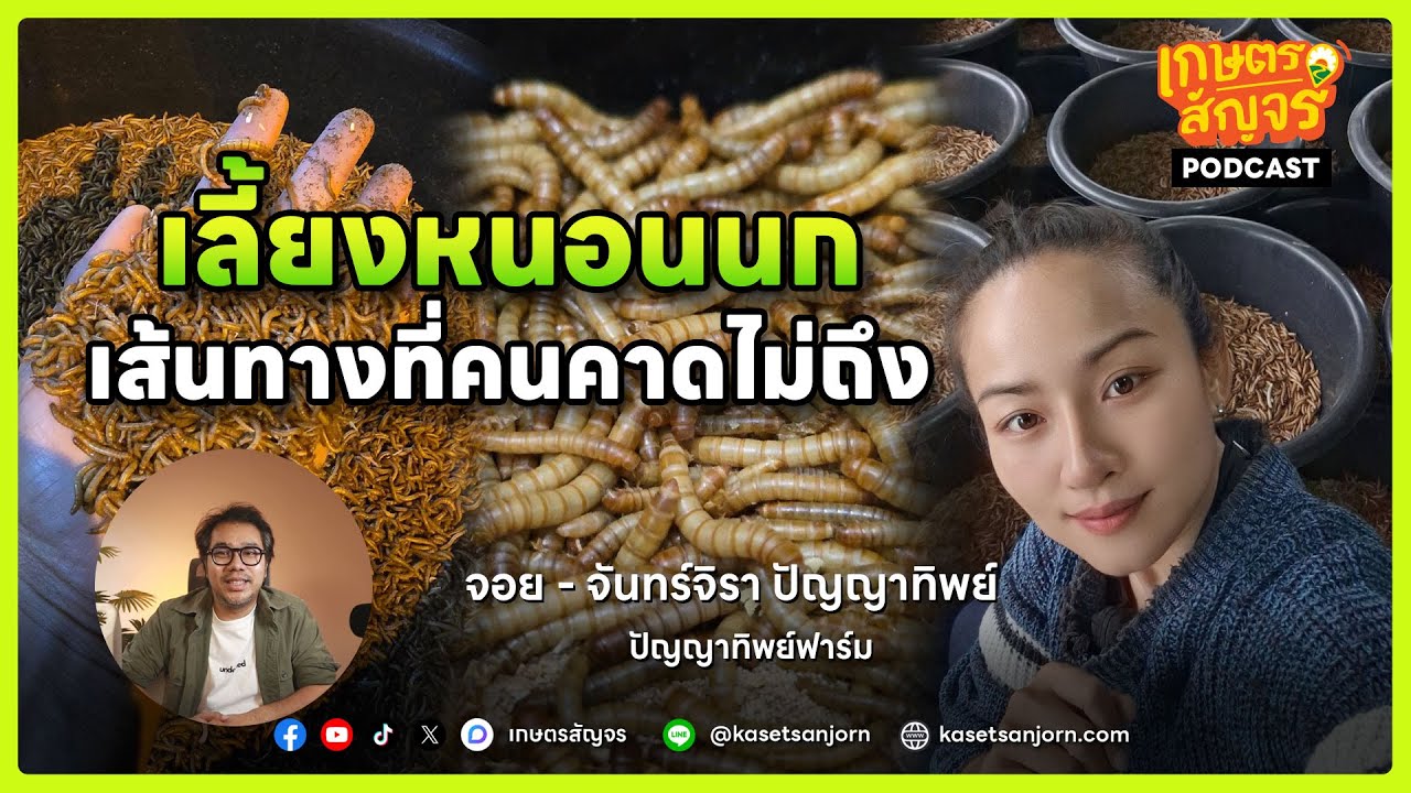 เลี้ยงหนอนนก เส้นทางที่คนคาดไม่ถึง จาก 2 ขีดสู่ฟาร์มหนอนนกมากกว่า 2,000 กะละมัง | เกษตรสัญจร Podcast