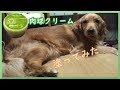 ゴールデンレトリバーの大きな前足に肉球クリーム塗ってみました♪ Golden Retriever