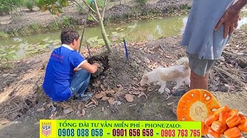 Vườn mít ruột đỏ 14 tháng đang thiếu phân quá trời ✅ Hướng dẫn chăm sóc mít ruột đỏ