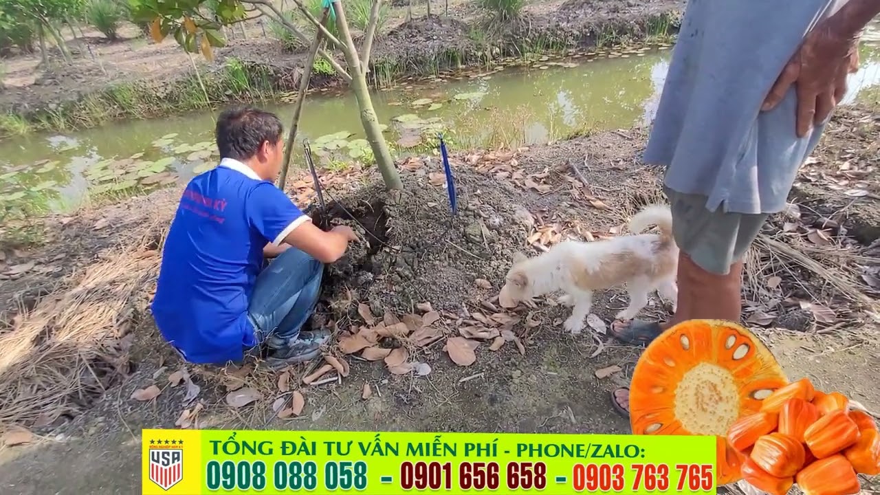 Vườn mít ruột đỏ 14 tháng đang thiếu phân quá trời ✅ Hướng dẫn chăm sóc mít ruột đỏ