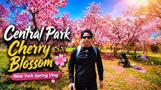Spring in New York Looks Unreal! 🌸 | Central Park Cherry Blossom Vlog 🇺🇸 #newyorkcity @iamprosen