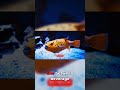 Don't Eat This Fish It'll Kill You #shorts #dangerous #food