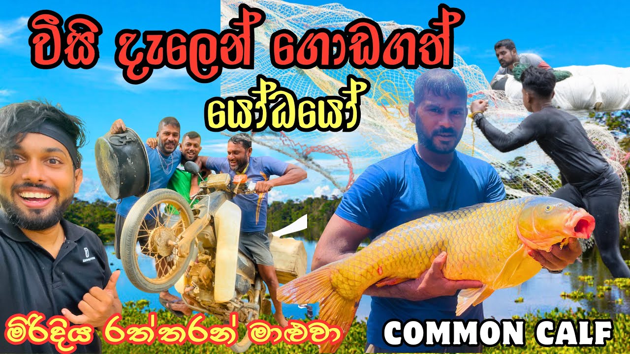 මිරිදිය රත්තරන් මාළුවා 🎣 | Epic Fishing Adventure Sri Lanka 🇱🇰 | Part 05 