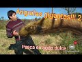 anguilas gigantes !!! 2