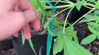 Bending branches to train cannabis