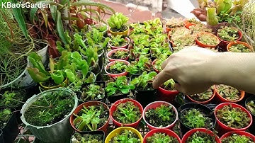 Cách tưới nước cho cây bẫy kẹp hiệu quả, chăm sóc cây ăn thịt