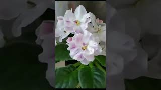 ФИАЛКА РМ- ПАВЛИНА НАВЕРНО ЭТО МОЙ РАЙ