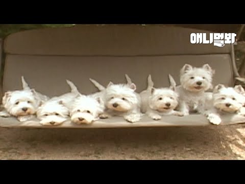 A Lovely <strong>Day</strong> Of Westie <strong>Dog</strong> Family