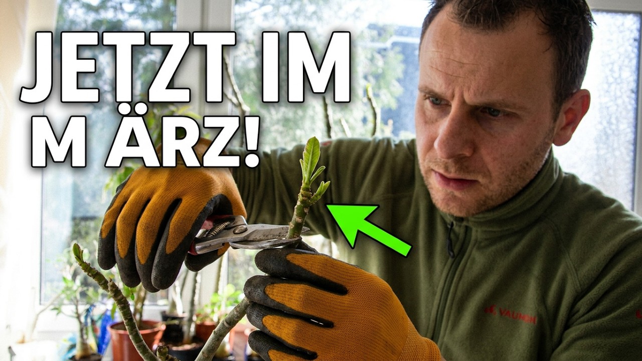 Wüstenrose und Frangipani im März: So sehen sie nach dem Winter aus
