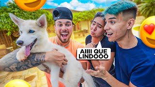 SURPRESAAAA  ESSA É A NOVA CACHORRINHA DA CASAAA !! * filhotinho  *