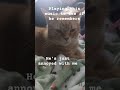 Playing this audio to see if mine katze remembers #cat