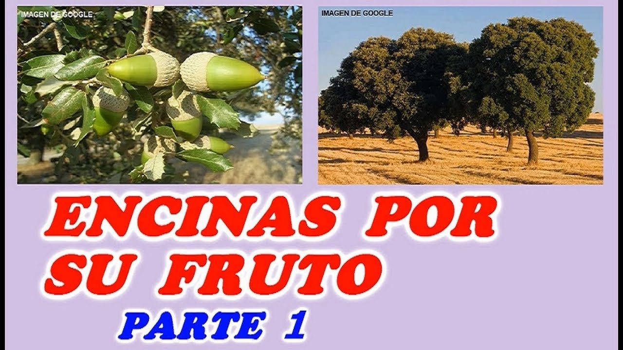 Como Reproducir Árboles por su Fruto (Encinas) 1ª PARTE // Todo Huerta y Jardín arboleda travel