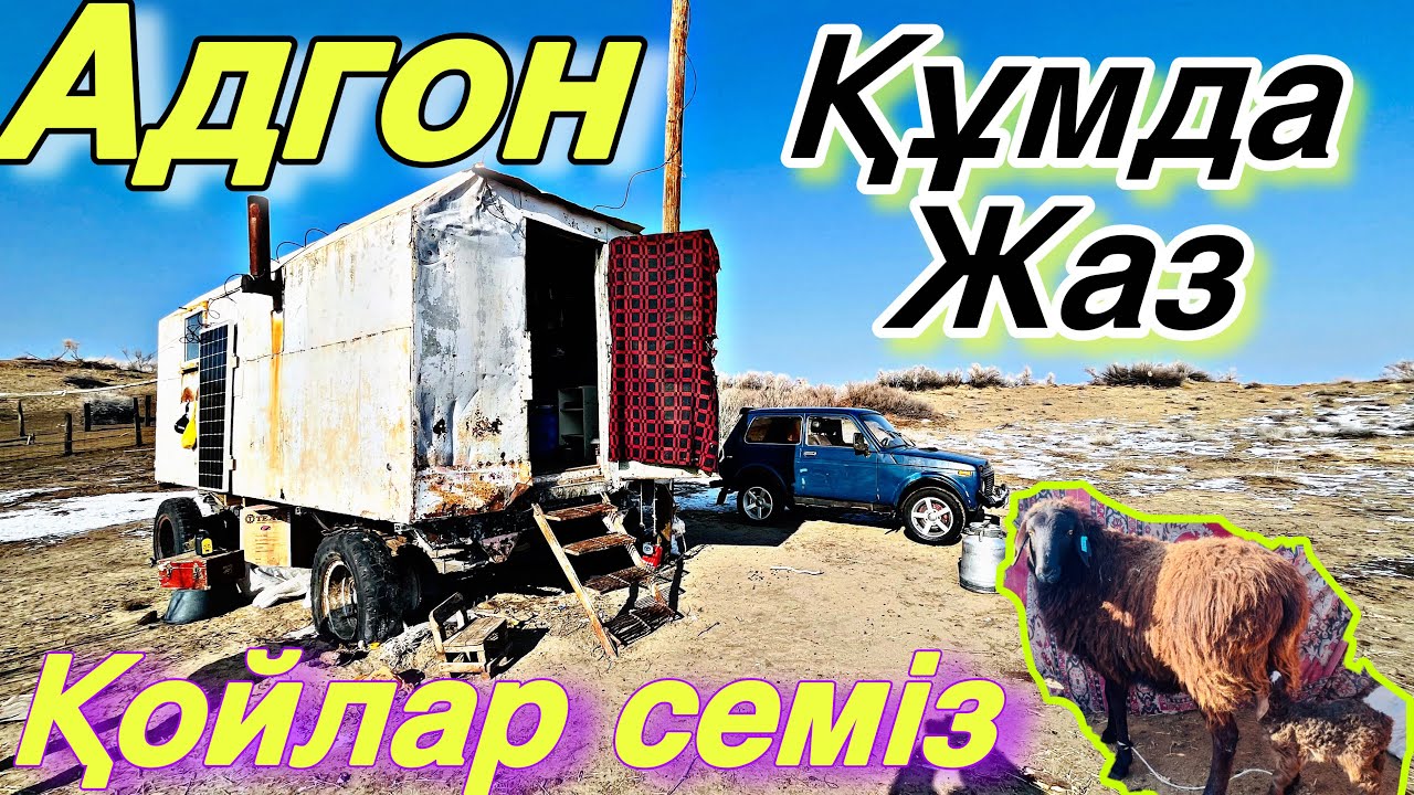 Қойлар ойнас жасапты. Көктемгі науқан!