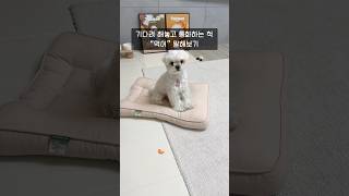 강아지 멘탈 테스트 #쇼츠