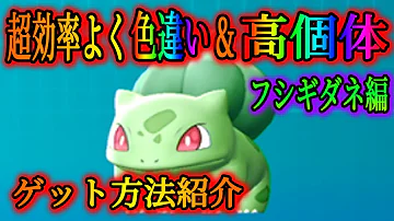 検証 体験版でも色違いは出現するのか ピカブイ ポケットモンスター Let S Go ピカチュウ Let S Go イーブイ Mp3