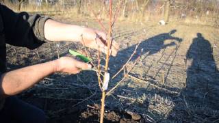 видео Обрезка корней при посадке
