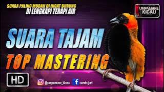suara tajam untuk burung yang agresif || TOP MASTERING MURAI BATU