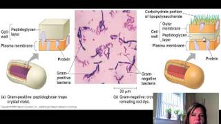 BIO 111 Chapter 6 Part II