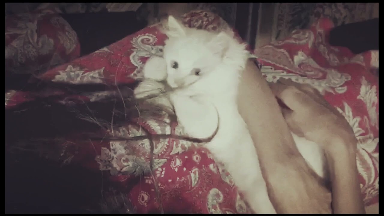 Cat Playing With Hair