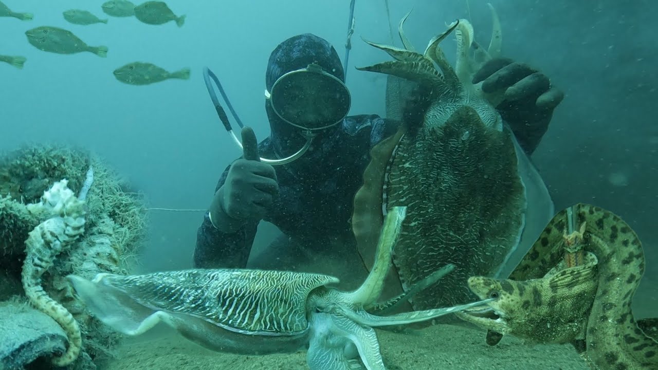 Lặn Biển Ở Độ Sâu 22m Phát Hiện Mực Nang Cá Mu Cá Chình Hải Mã Ở Những Gốc Chà Cụ Lâu Năm
