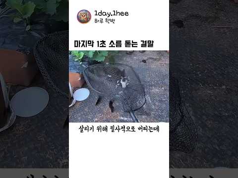 생명이 위험했던 길고양이 극적인 구조 상황 thumbnail