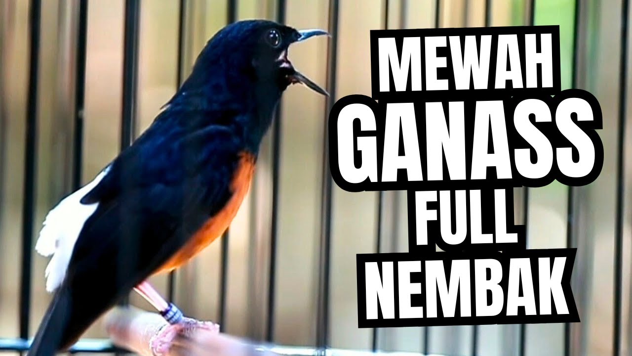 MURAI BATU GACOR FULL ISIAN TEMBAKAN KASAR KRETEKAN GANAS AMPUH MEMANCING EMOSI MURAI BATU