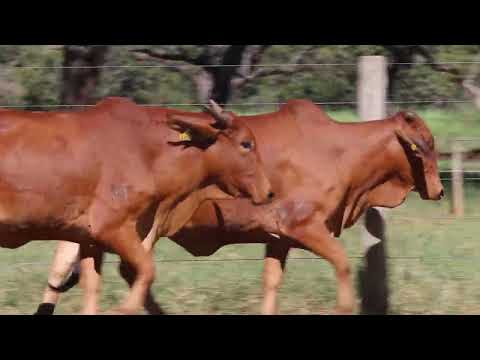 LOTE 23   Atenana e Acailandia dos Ipes   A 5248,A5262