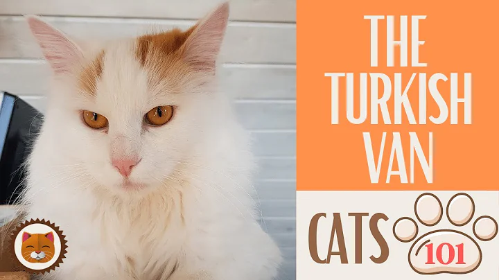 Video 3474741: cat turkish, pet breeds, cat facts