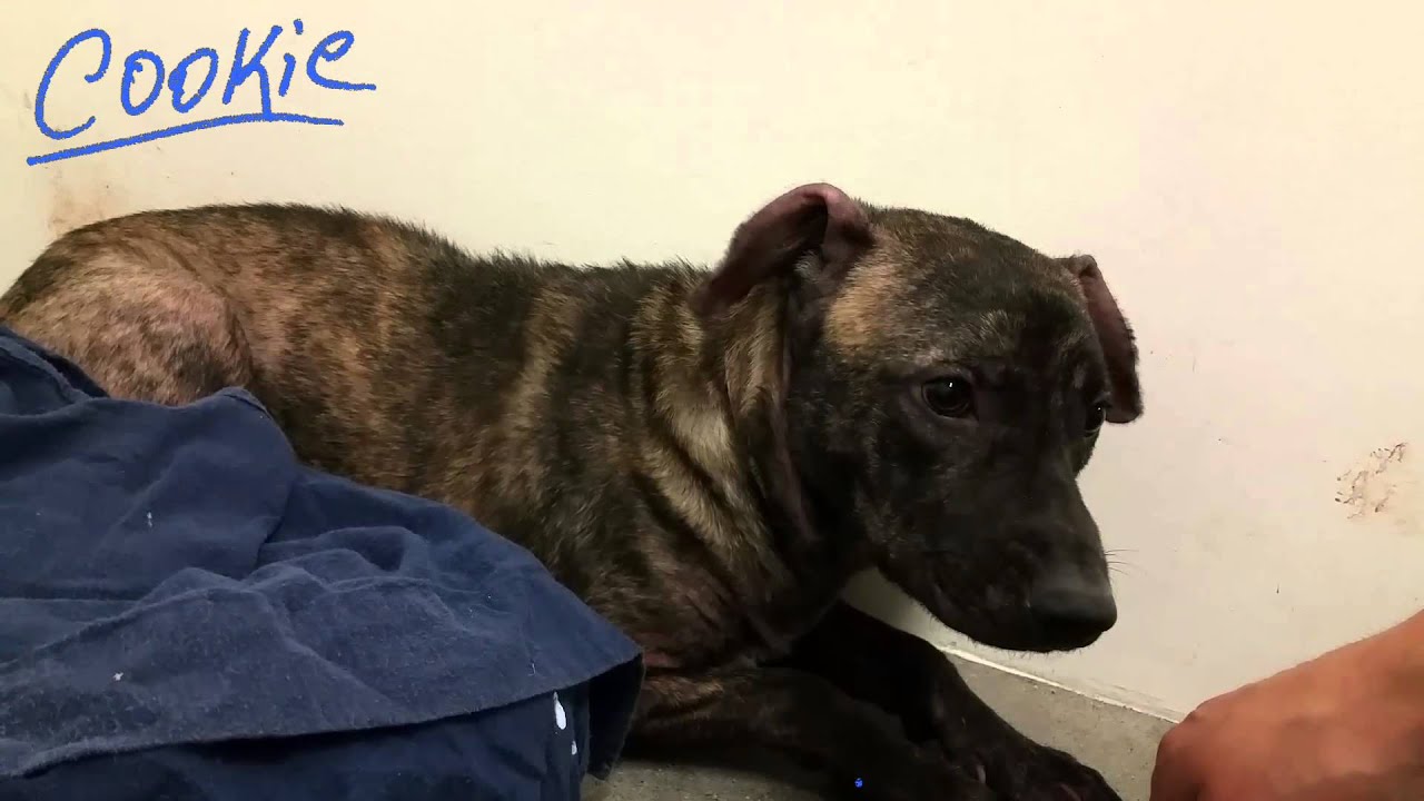 dog rescue videos hope for paws COOKIE 10 Months Female German Shepherd