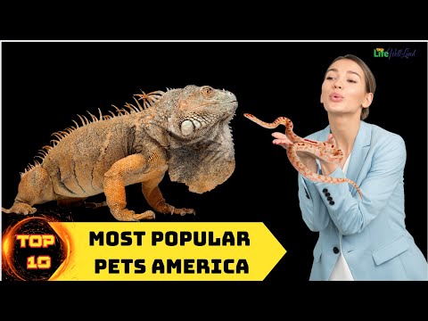Top 10 Most Popular Pets America