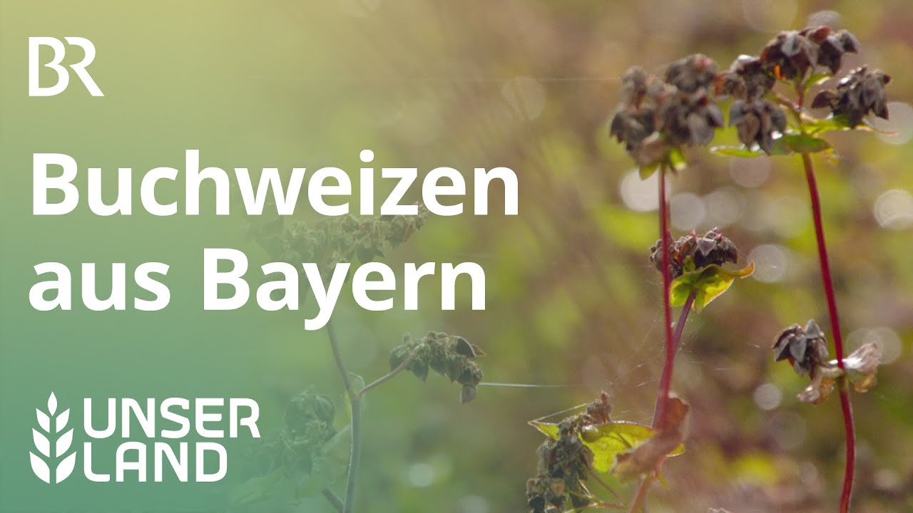 Buchweizen | Unser Land | BR Fernsehen