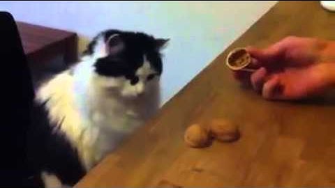 Cat playing the shell game