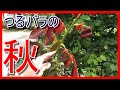 9月のバラ庭紹介◆夏剪定後の様子(._.)