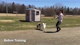Stopping two high energy springer spaniels from pulling on leash - before and after training