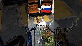 #2025 #зсл #walkdog #гулять