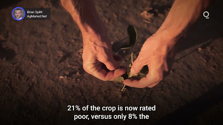 Grain Yield Concerns Build in Argentina and Brazil | Presented by CME Group