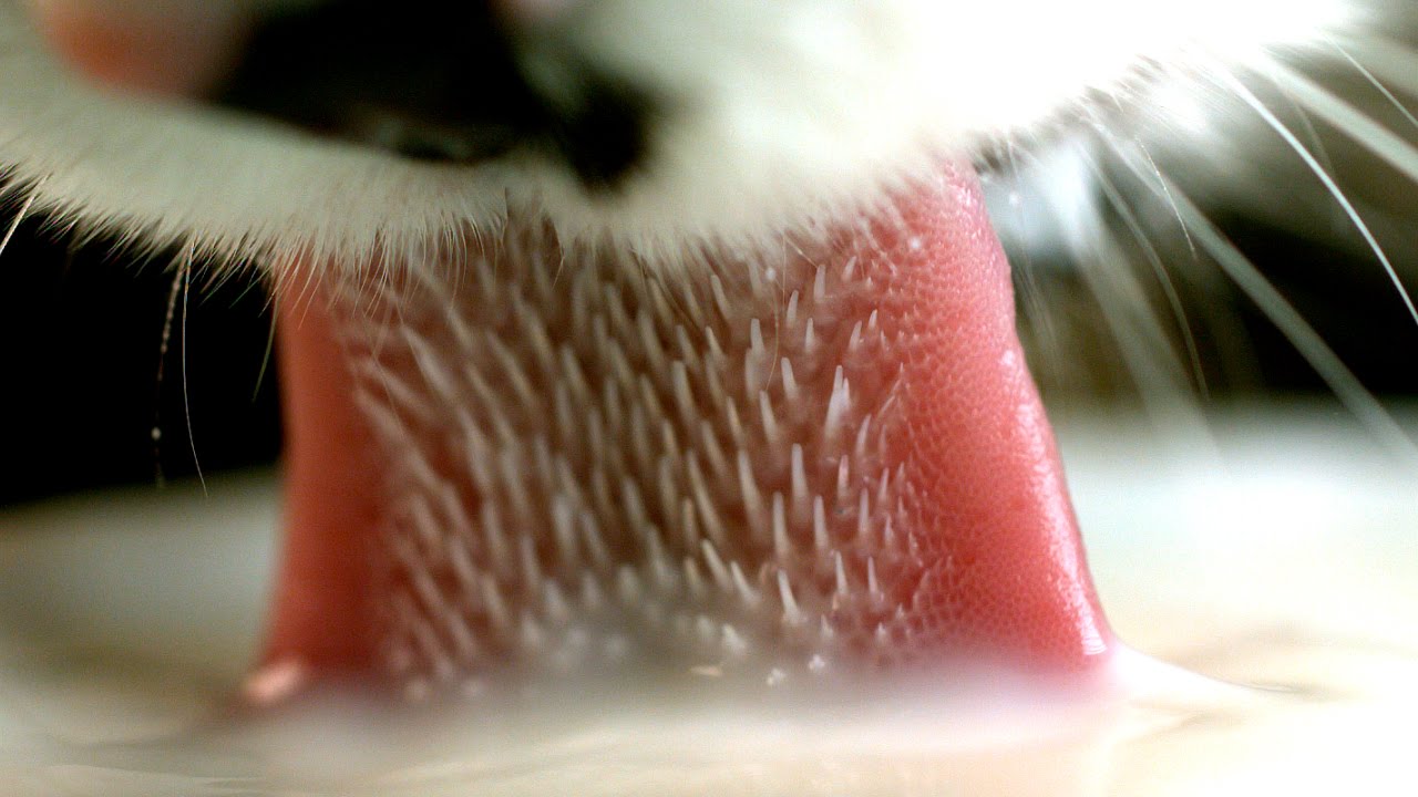 Langue d'un chat en slow motion - SlowMo pour les noobs ...