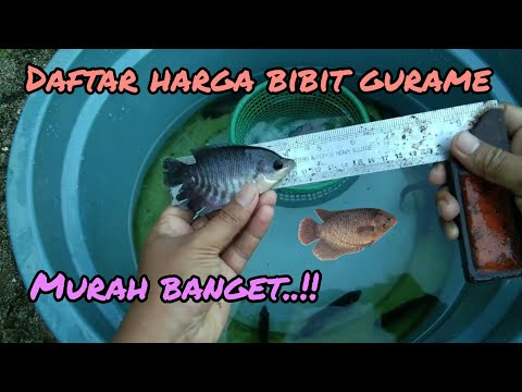 Nilai Jual Ikan Gurame