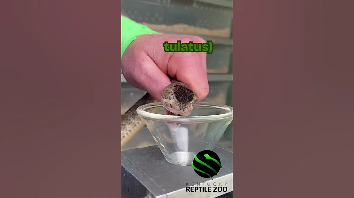 Arizona Mojave Rattlesnakes (Crotalus s. scutulatus) venom extraction! #venomislife #kyreptilezoo