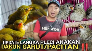 Mumpung Ada  Jual Murah Anakan Pleci Srdc Kacer Jalak Beo Di Pasar Burung Pramuka Hari Ini 