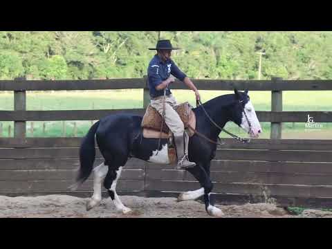 LOTE 28   BMMK GRITO DE GUERRA