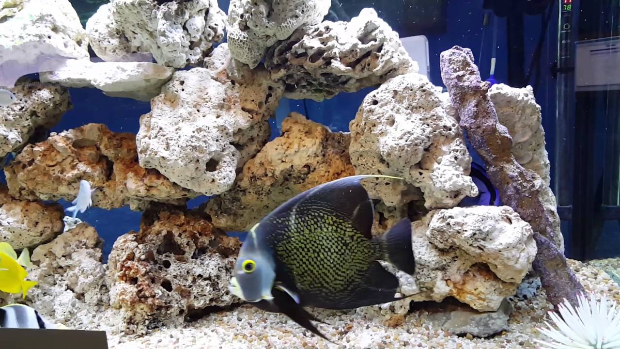 Fish Tank Diaries - One Spot Foxface & Blue Hippo - 06-17-16 Friday