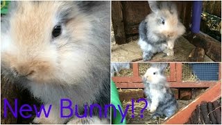 Meet Dandelion! | Furry Friends