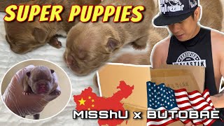 NANGANAK NA SI MissHu • Newborn Exotic Bully Puppies • Sam Walastik