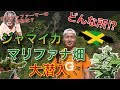 どんな所！？ジャマイカのマリ○ァナ畑に大潜入！[Hemp Zion TV]
