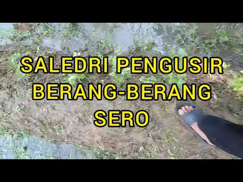 Cara mengusir berang berang sungai sero hama kolam ikan dengan seledri