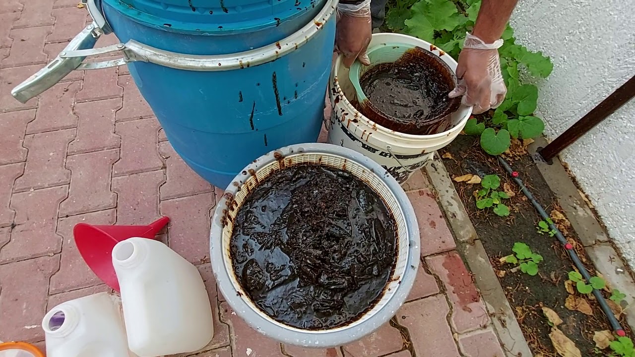 نتائج عمل السماد السمكي بالمنزل 🐟🐠🐡