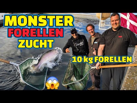 10 kg Forellen im Kescher! Wir besuchen Dänemarks Monsterzucht. Mit Waldemar Merdian & Jan Pusch