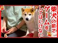 柴太郎さん専用 柴犬の前でゲームをしたらこうなりましたww - YouTube
